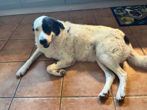 Abby Zorro Dogsavior Jul26 2