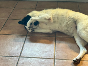Abby Zorro Dogsavior Jul26 3
