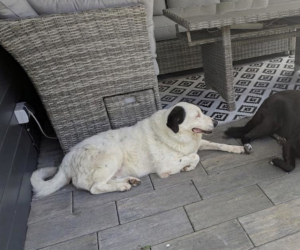 Abby Zorro Dogsavior Jul26 4