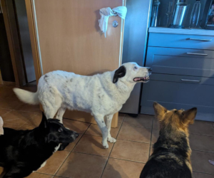 Abby Zorro Dogsavior Jul26 5