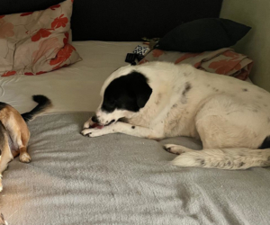Abby Zorro Dogsavior Jul26 6