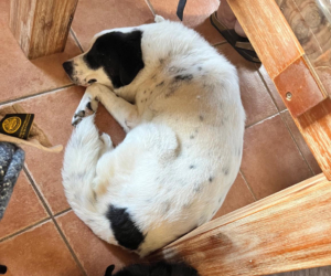 Abby Zorro Dogsavior Jul26 7