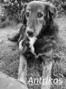 Antrikos Zorro Dogsavior Jul26 1