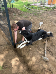 Arbeiten Zorro Dogsavior Jul26 1