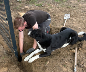 Arbeiten Zorro Dogsavior Jul26 1 Beitragsbild