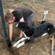 Arbeiten Zorro Dogsavior Jul26 1 Beitragsbild