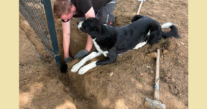 Arbeiten Zorro Dogsavior Jul26 1 Social Media