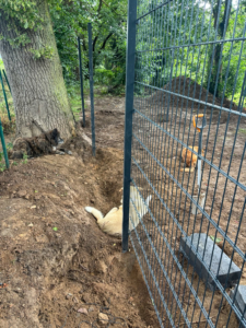 Arbeiten Zorro Dogsavior Jul26 3