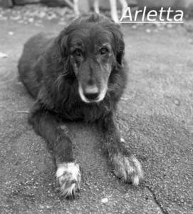 Arletta Zorro Dogsavior Jul26 1