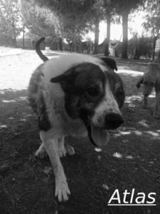 Atlas Zorro Dogsavior Jul26 1