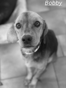 Bobby Zorro Dogsavior Jul26 1