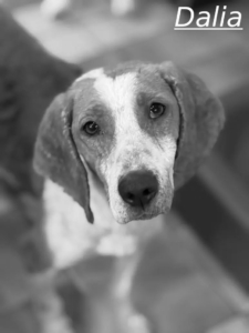 Dalia Zorro Dogsavior Jul26 1