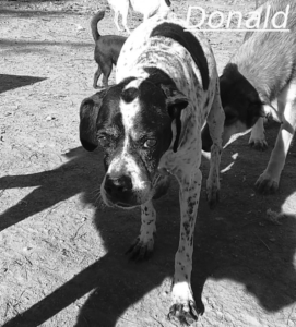 Donald Zorro Dogsavior Jul26 1