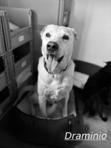 Draminio Zorro Dogsavior Jul26 1
