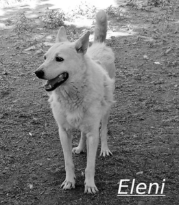 Eleni Zorro Dogsavior Jul26 1