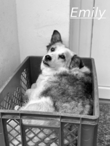 Emily Zorro Dogsavior Jul26 1
