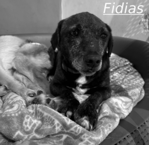 Fidias Zorro Dogsavior Jul26 1