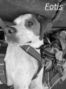 Fotis Zorro Dogsavior Jul26 1