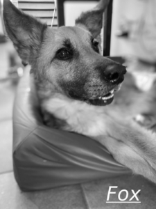 Fox Zorro Dogsavior Jul26 1
