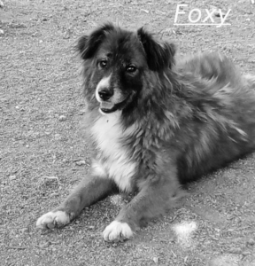 Foxy Zorro Dogsavior Jul26 1