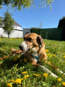 Anton liegt zwischen Löwenzahn im Garten