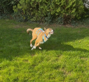 Anton läuft im Garten