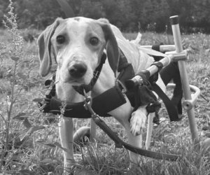Hospitzarbeit Zorro Dogsavior Jul26 1 Beitragsbild