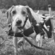 Hospitzarbeit Zorro Dogsavior Jul26 1 Beitragsbild