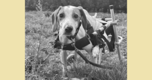 Hospitzarbeit Zorro Dogsavior Jul26 1 Social Media