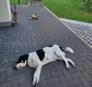 Jack schläft auf der Terasse