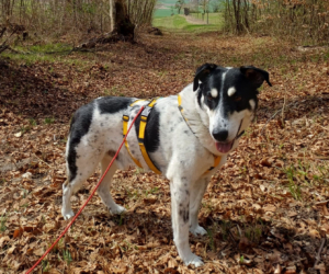 Jack steht im Wald
