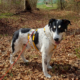 Jack steht im Wald