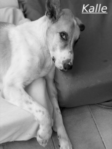 Kalle Zorro Dogsavior Jul26 1