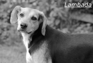 Lambada Zorro Dogsavior Jul26 1