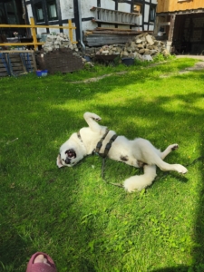 Leopold liegt im Gras entspannt auf dem Rücken