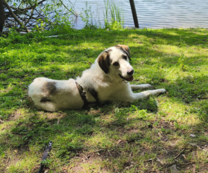 Leopold liegt auf einer Wiese am Wasser und schaut in die Kamera
