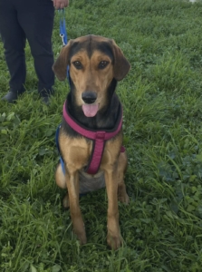 Lina Zorro Dogsavior Jun26 1