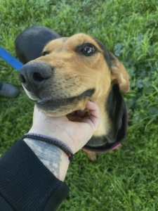 Lina Zorro Dogsavior Jun26 4