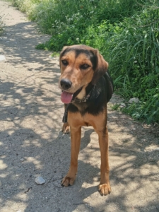 Lina Zorro Dogsavior Jun26 5