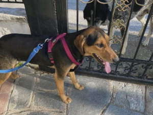 Lina Zorro Dogsavior Jun26 6