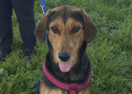 Lina Zorro Dogsavior Jun26 Beitragsbild