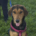 Lina Zorro Dogsavior Jun26 Beitragsbild