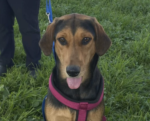Lina Zorro Dogsavior Jun26 Beitragsbild