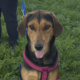 Lina Zorro Dogsavior Jun26 Beitragsbild