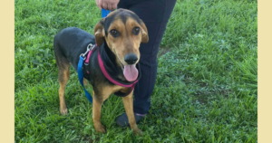 Lina Zorro Dogsavior Jun26 Social Media