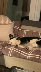 Louisa schläft zufrieden auf dem Sofa