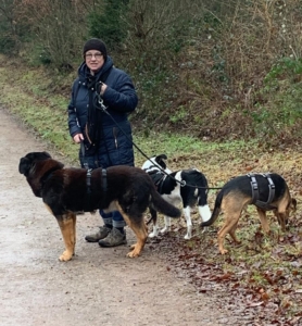 Louisa und zwei weitere Hunde sind bei Frauchen an der Leine