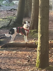 Louisa steht im Wald und schaut aus der Ferne in die Kamera