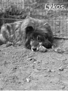 Lykos Zorro Dogsavior Jul26 1