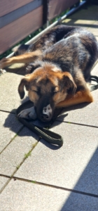 Nami schläft auf ihrer Leine auf der Terasse
